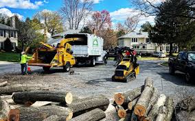 How Our Tree Care Process Works  in Wilton, CA